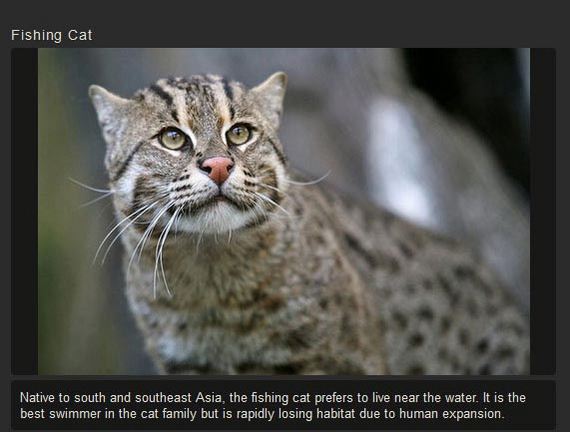 unusual_cat