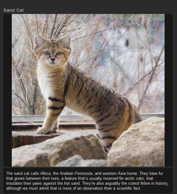 unusual_cat