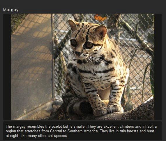 unusual_cat