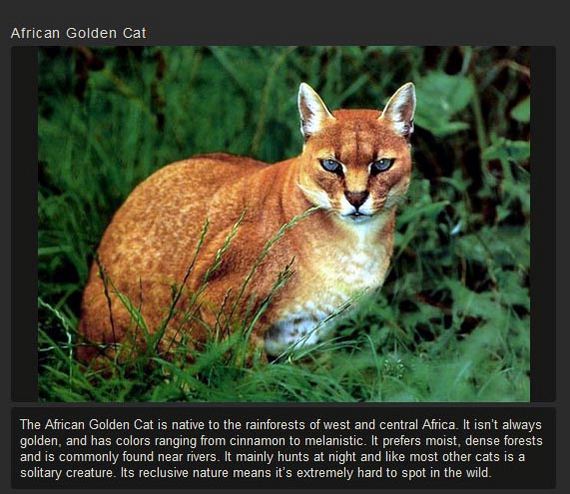 unusual_cat