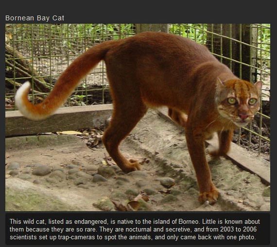 unusual_cat