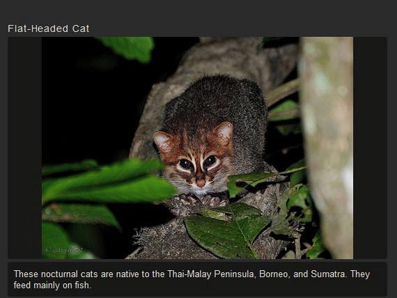 unusual_cat