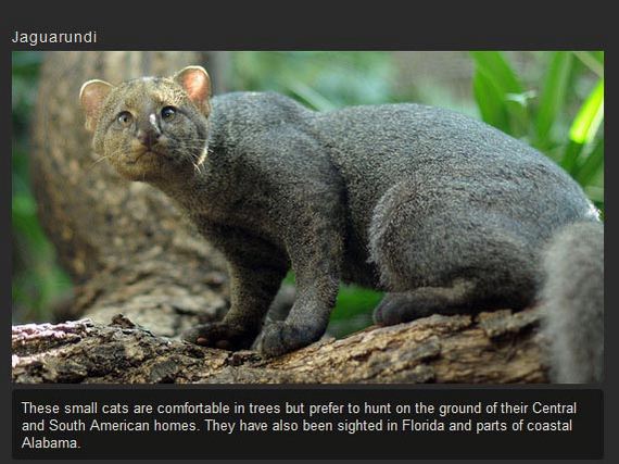 unusual_cat