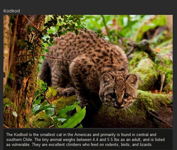 unusual_cat