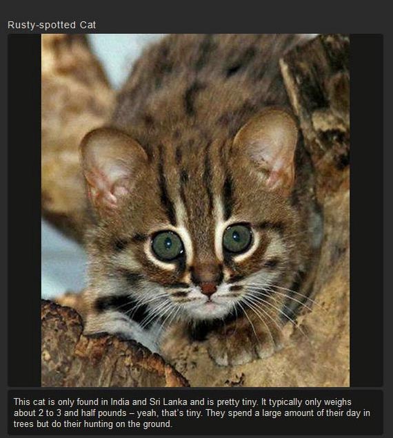 unusual_cat
