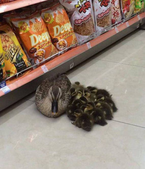 work_fails_job_lols_49