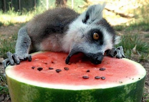 Animals-People-Food