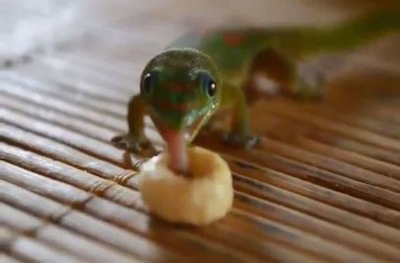 Animals-People-Food