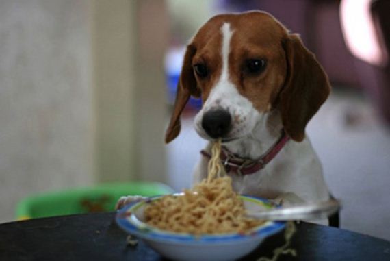Animals-People-Food