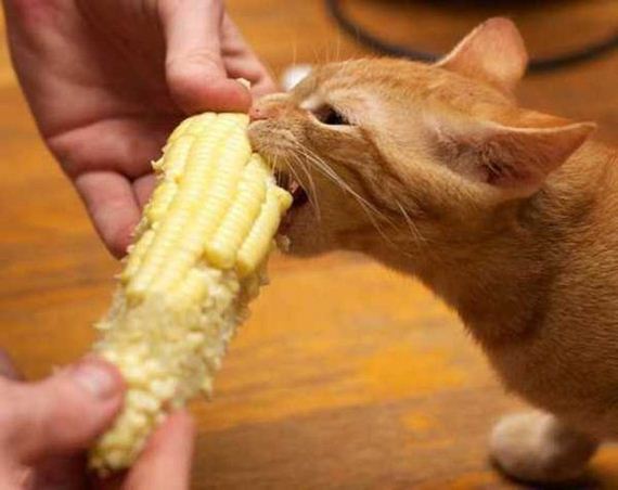 Animals-People-Food