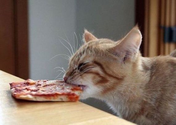 Animals-People-Food