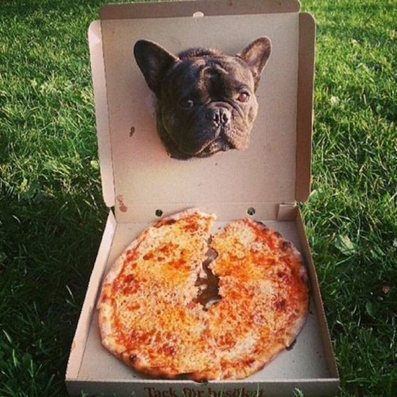 Animals-People-Food