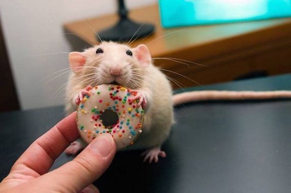Animals-People-Food