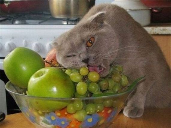 Animals-People-Food