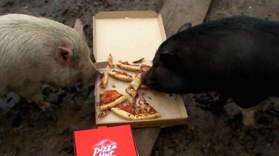 Animals-People-Food
