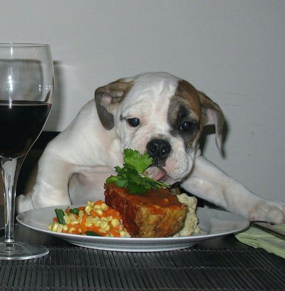 Animals-People-Food