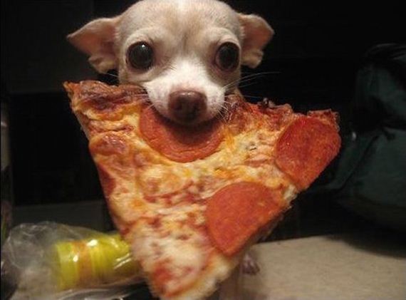 Animals-People-Food