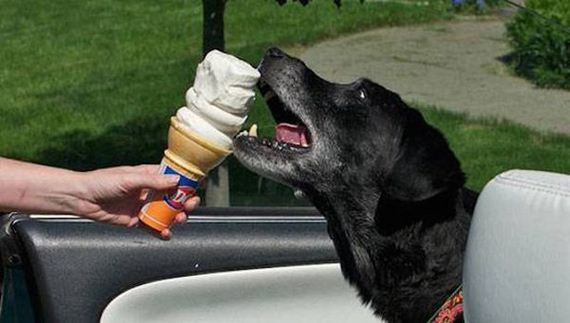 Animals-People-Food