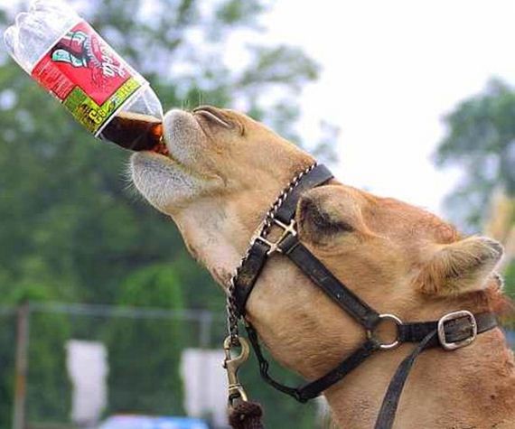 Animals-People-Food
