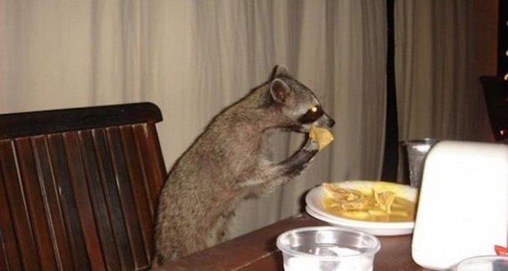 Animals-People-Food