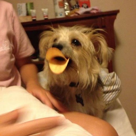 Animals-People-Food