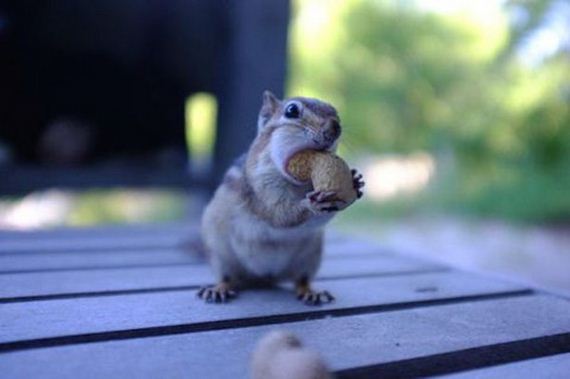 Animals-People-Food