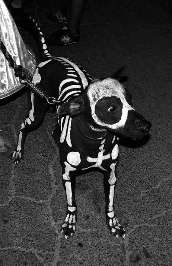 Dog-Needs-Halloween
