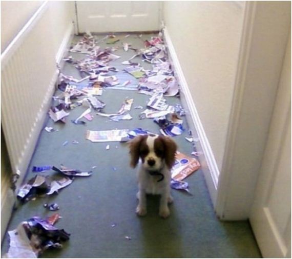 animal_fouling