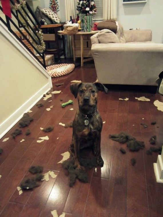 animal_fouling