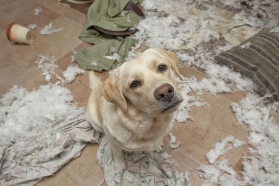 animal_fouling