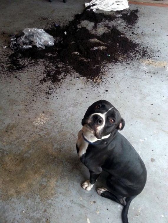 animal_fouling