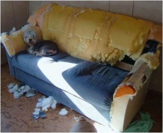 animal_fouling