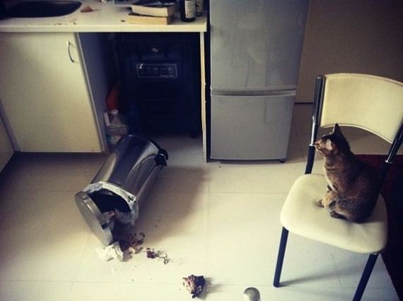 animal_fouling