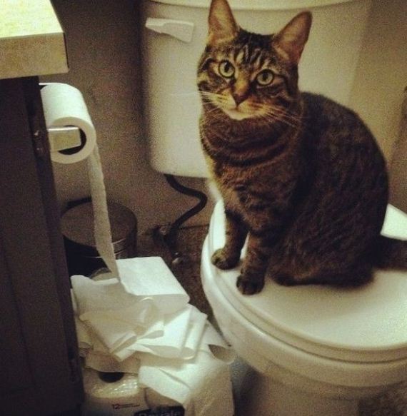 animal_fouling
