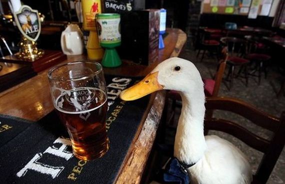 Britain's Beer Drinking Duck Injured In Fight With Dog - Barnorama