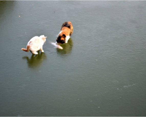 cats_01