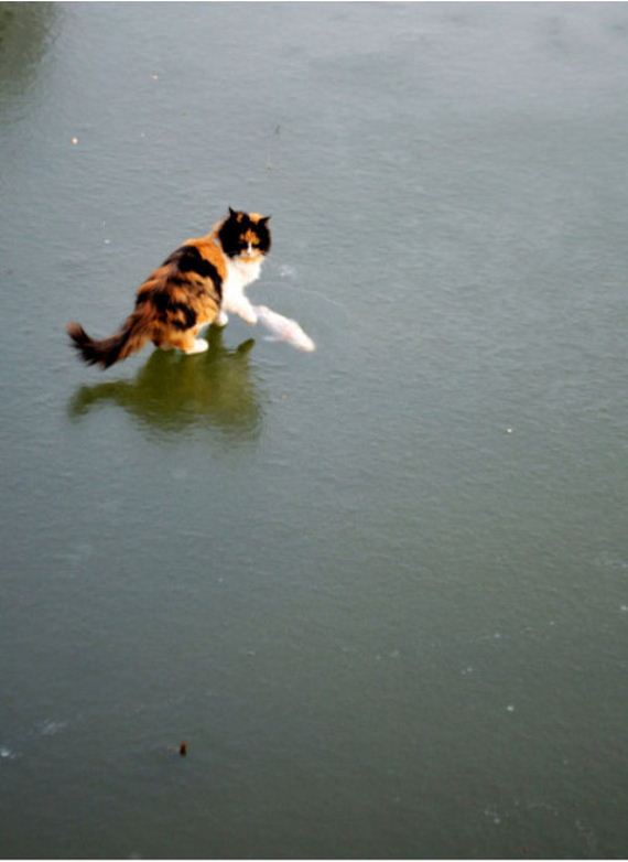 cats_01
