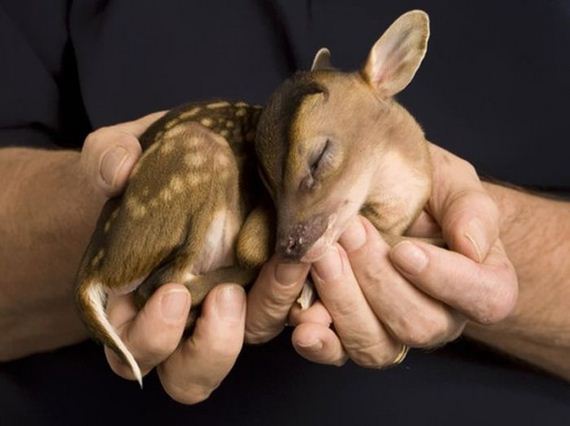 cutest_baby_animals