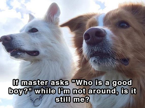 dog_shower_thoughts
