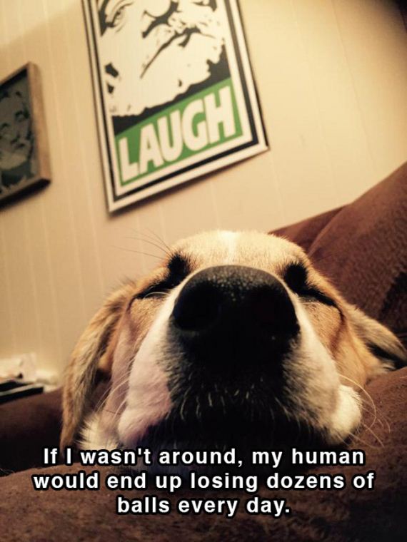dog_shower_thoughts