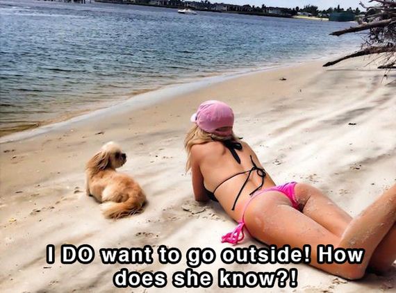 dog_shower_thoughts