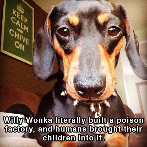 dog_shower_thoughts