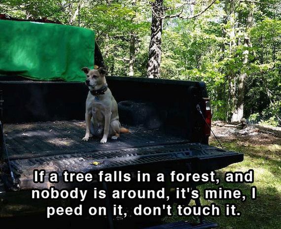 dog_shower_thoughts