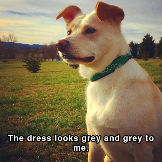 dog_shower_thoughts