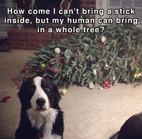 dog_shower_thoughts