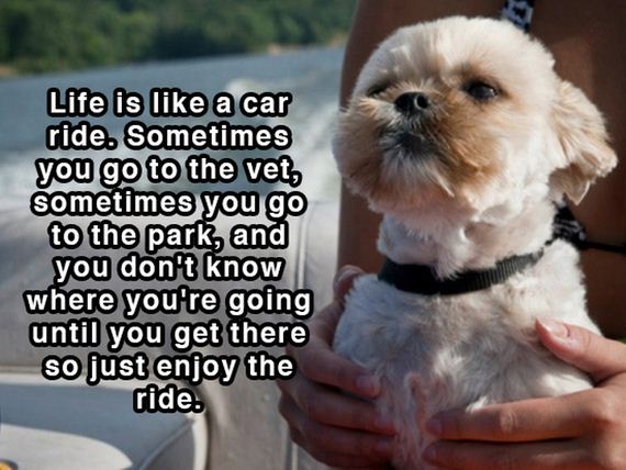 dog_shower_thoughts