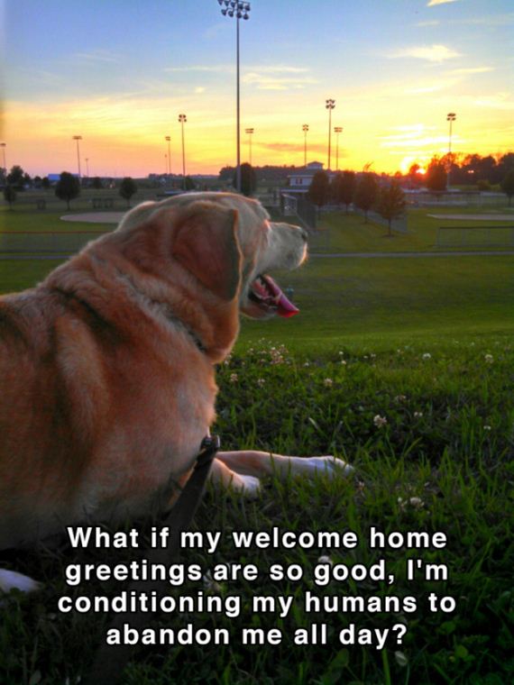 dog_shower_thoughts