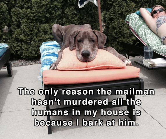 dog_shower_thoughts