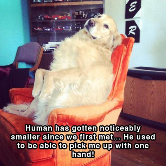 dog_shower_thoughts
