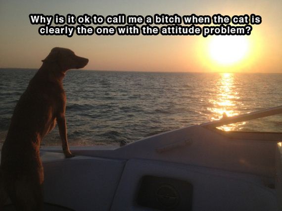 dog_shower_thoughts